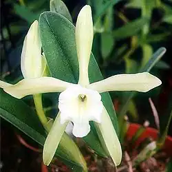 Brassavola glauca
