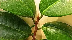 Leaves and twig
