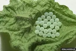 Eggs on leaf