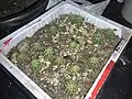 Seedlings