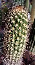 Detail of young stem: a "candle" from a B. candelaris "candelabrum".