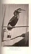 William, the captive hornbill that was used for the BNHS logo