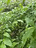 Ovary and leaves