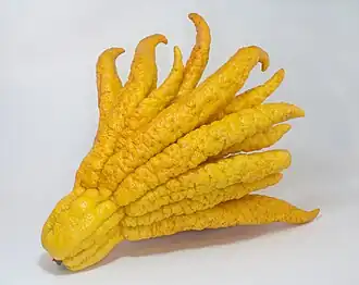 Buddha's hand