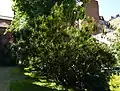 Longshot of mature specimen, Bayswater, London, U.K.