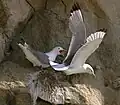 Kittiwakes at Bulbjerg
