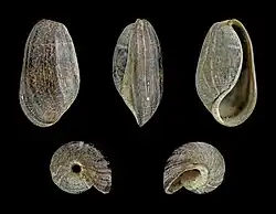 Bulla striata