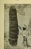 The plate of Echinocactus diguetii from the protologue by Weber, with a man standing next to the cactus