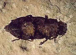 A well-preserved Buprestidae beetle (3.5&nbsp;cm or 1.4&nbsp;in long) from the FBNM collections. Other beetles, flies and Hemiptera bugs have also been found in the Fossil Lake sediments.[10]