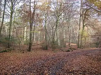 Woodland by day