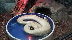 Snake