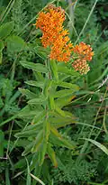 Entire plant from the ground to the flower