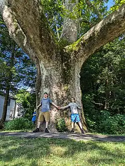 The tree in 2023.