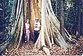 Buttress roots. Jensen's Crossing near Cooktown, Australia. 1988