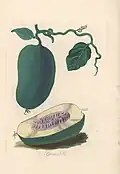 Granadilla