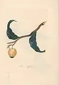 Rose apple