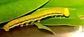 Caterpillar, 3rd instar