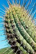 Spines