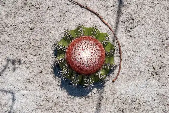 Plant growing in Guarapari, Espírito Santo
