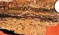 Calcretes (calcareous crust) and "birdseyes" in a gravelly coastal sediment