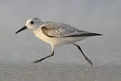 Running