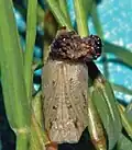Pupa, ventral view