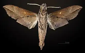 Male underside
