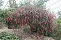 In the National Botanic Garden of Wales