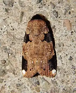 Callyna costiplaga