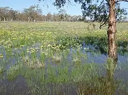 Gunnedah, NSW
