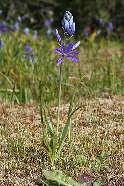 Purple flowers on slender stalks rise above a base of dark green leaves.