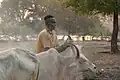 Mundari man putting ashes on a cow.