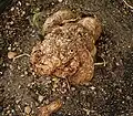 Tuberous root