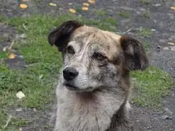 Photo of a dog