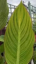 Canna (Italian Group) 'Bengal Tiger'