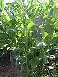 Canna 'Queensland Arrowroot'
