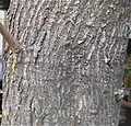 Tree trunk (Kolkata, India)