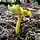 Cantharellus minor, small chanterelle, Potawatomi State Park