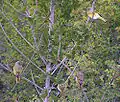 Four in a tree, South Africa