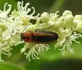 Cardiophorus aptopoides, México