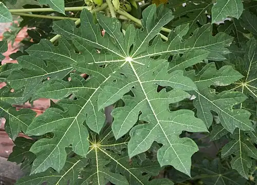 Leaf