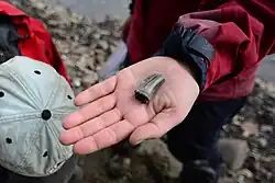 A dinosaur tooth fossil held in a palenotologist's hand