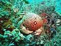 Carpilius convexus (Male), Anterior view, Ludwig Wreck, Persian Gulf, 2012.