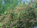 Flowering season