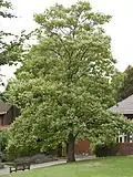 Tree in flower in cultivation at the Birmingham Botanical Gardens (United Kingdom)