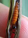Pupa of Catamacta lotinana