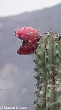 Fruit