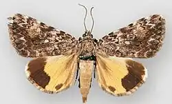 Catocala lineella lineella underwing