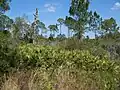 Wooded area