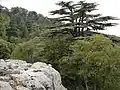 Lebanon cedar (Cedrus libani var. libanii)